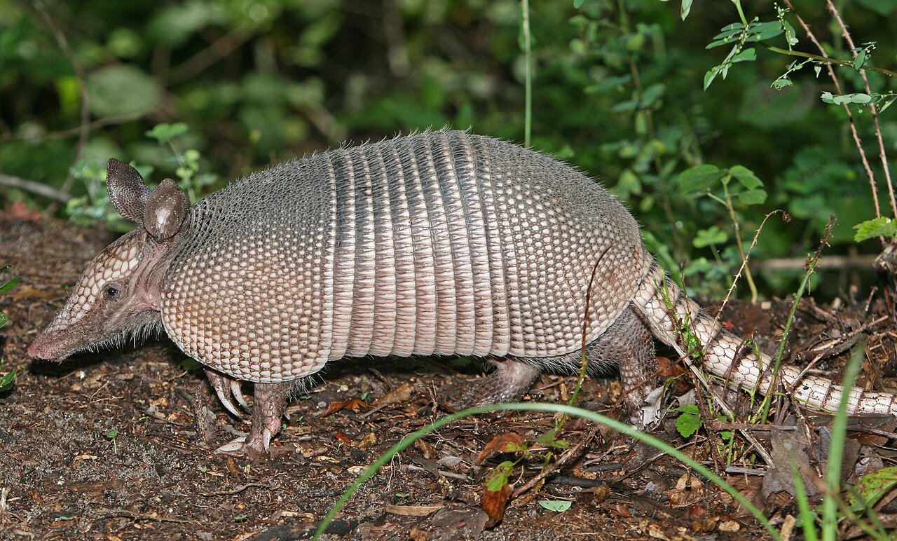 Armadillos