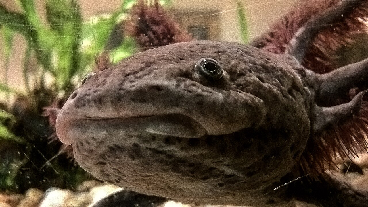 An adult axolotl with a wide head and frilly gills.