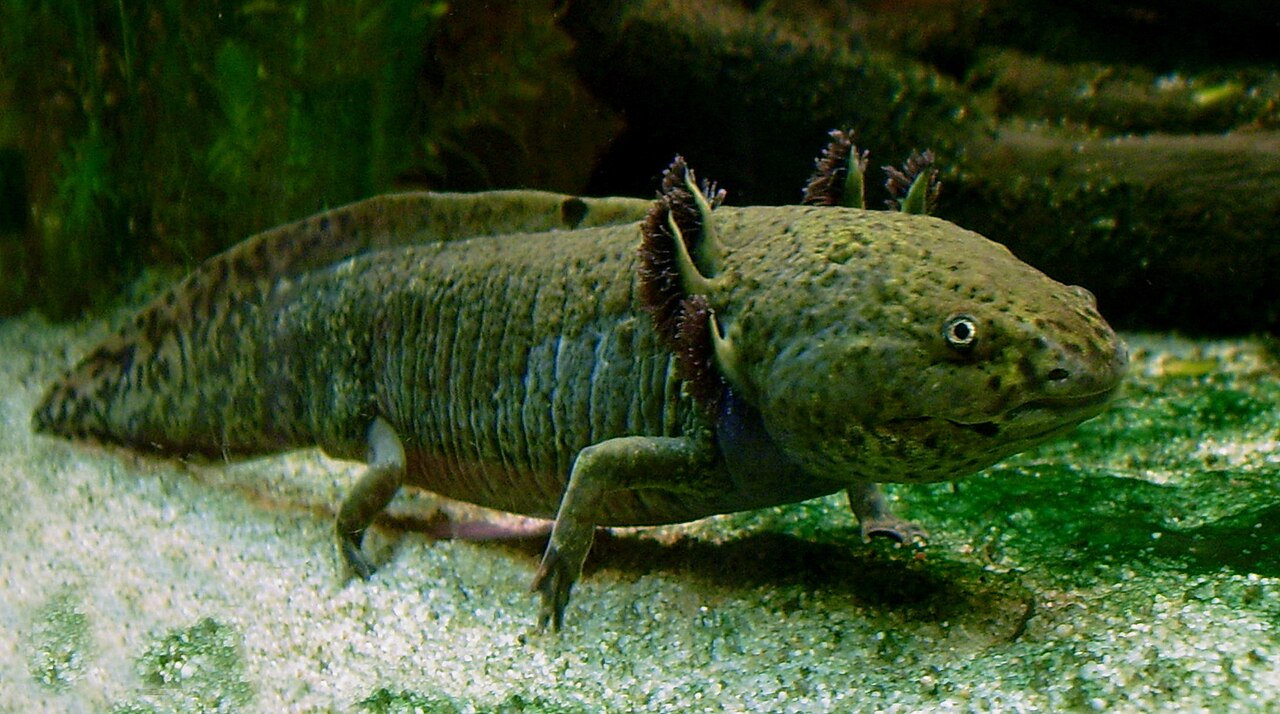 Axolotls