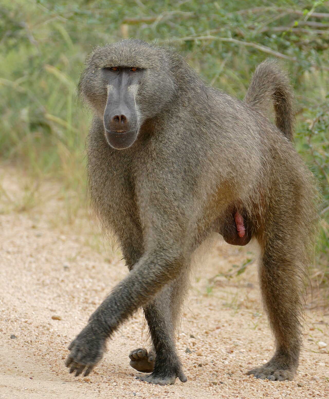 A troop of baboons sitting on a dusty road.