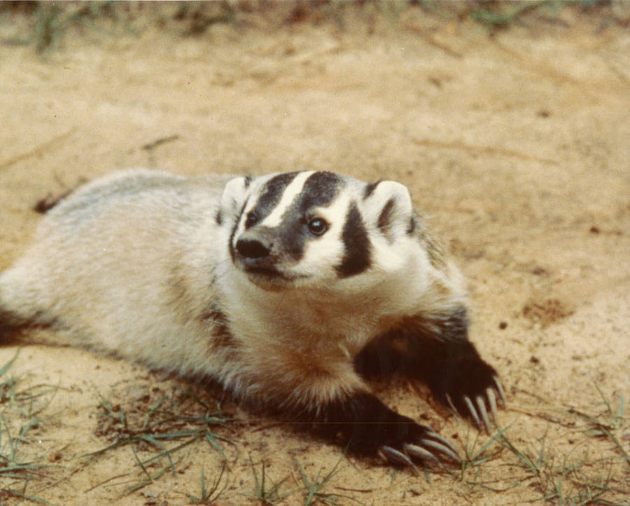 Badgers