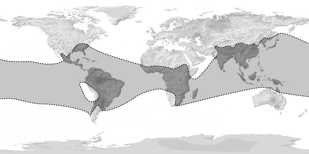 A map showing where bamboo grows around the world.