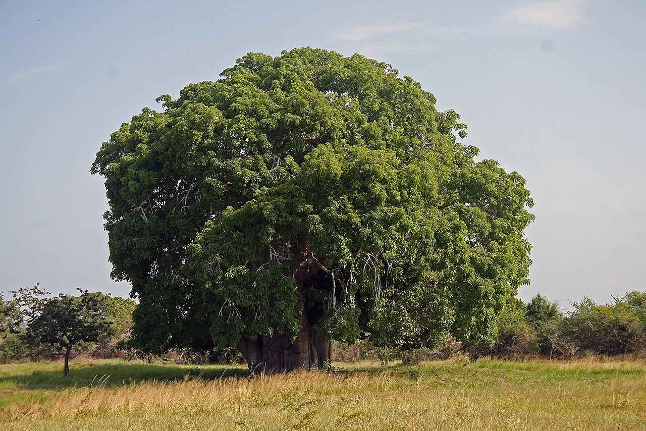 Baobab Trees