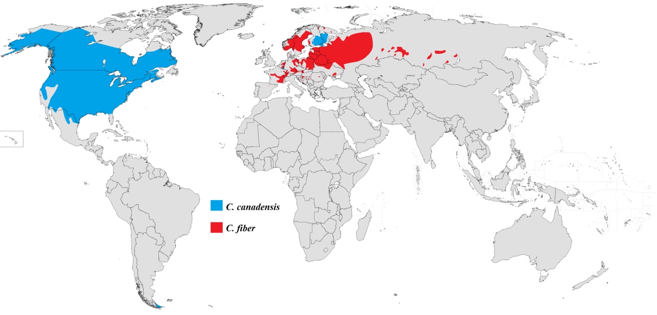 A map showing where beavers live around the world.