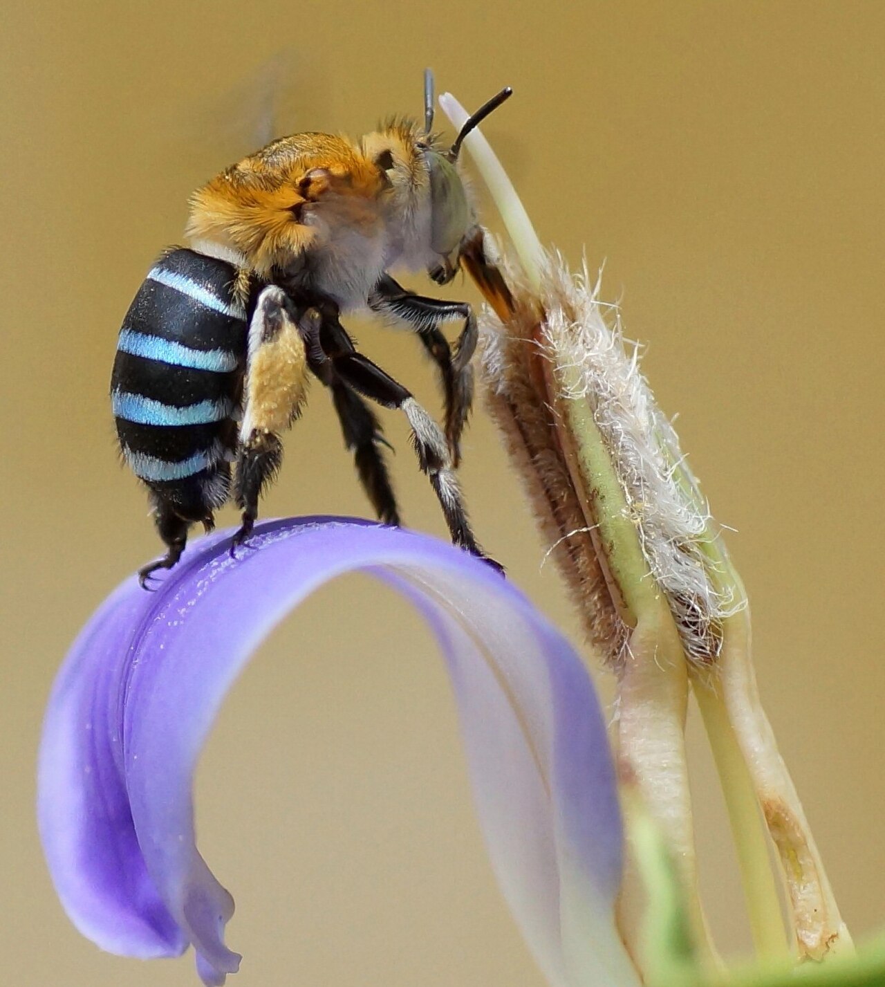 A busy bee sipping nectar from a pretty flower.