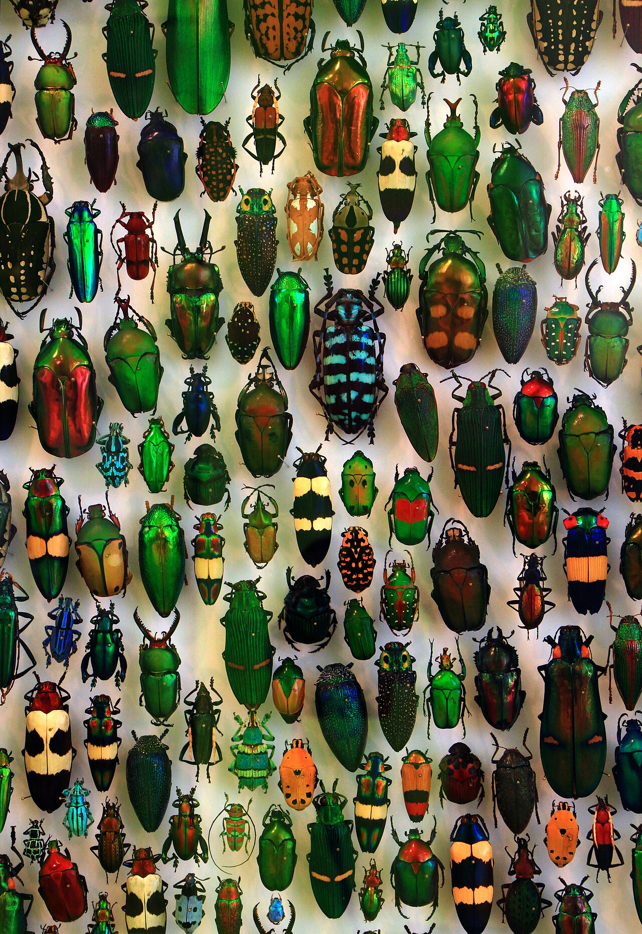 Lots of different beetles showing their many colors and shapes.