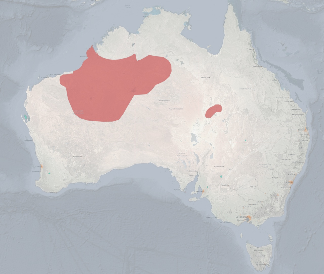 Bilbies