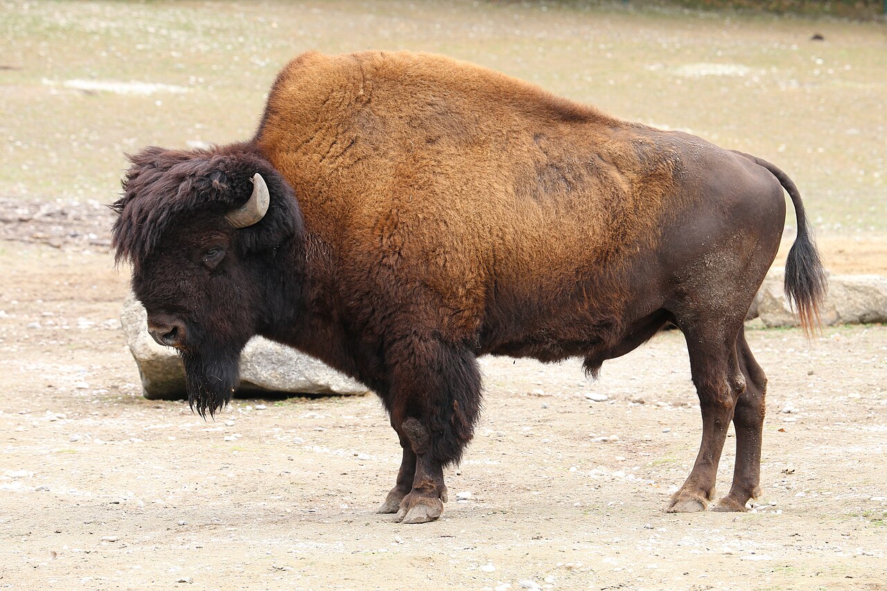 A big woodland bison with thick brown fur.