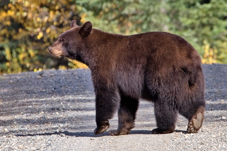 A mother black bear near a lake in the woods.