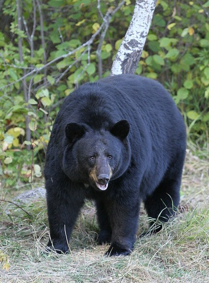 Black Bears
