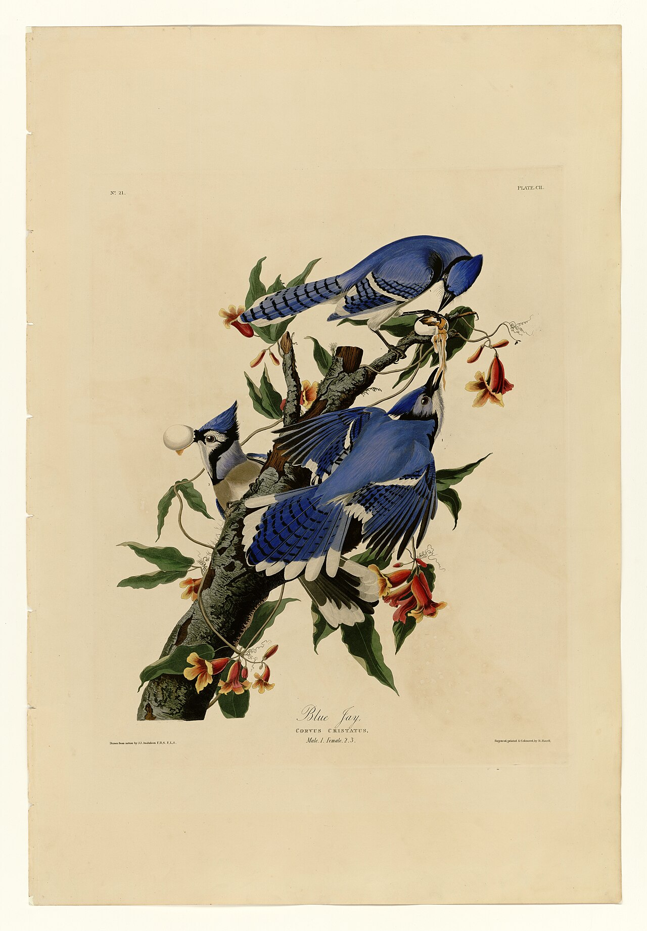 A classic painting of blue jays by John James Audubon.