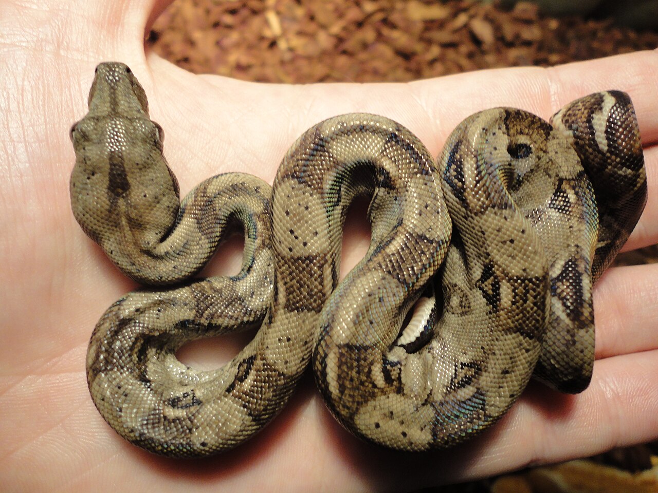 A thick boa constrictor with patterned brown skin.