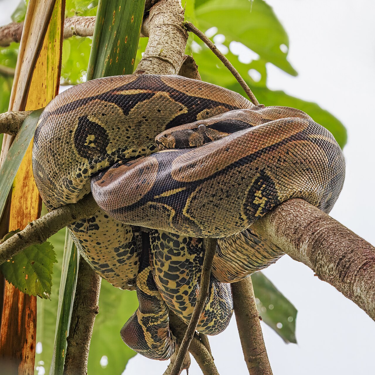 Boa Constrictors