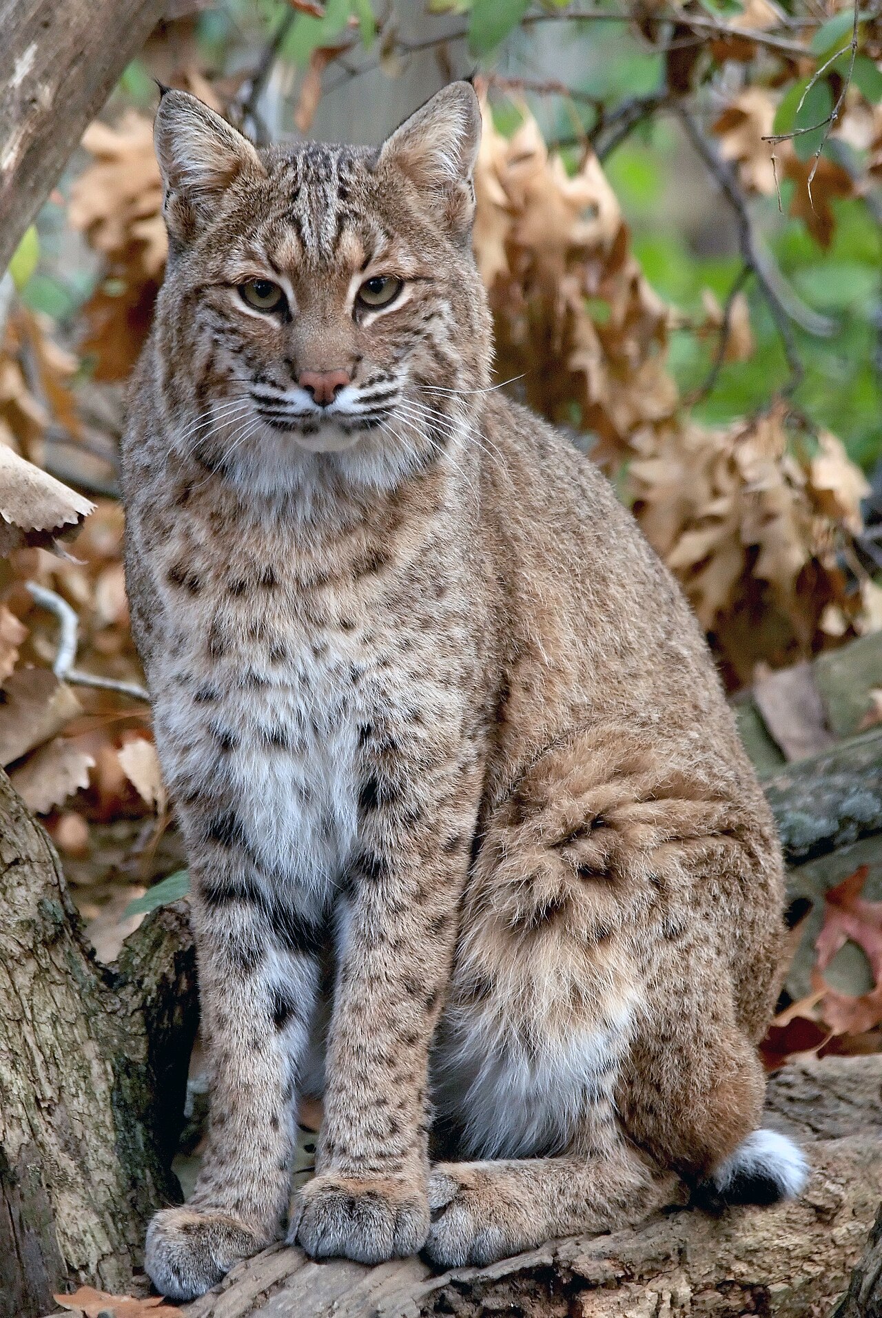 Bobcats