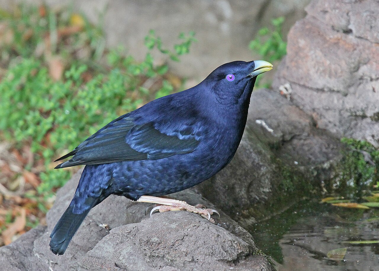 Bowerbirds