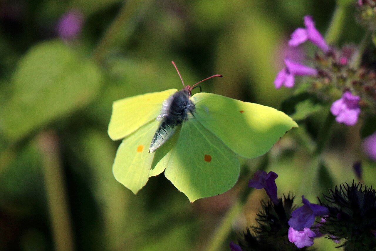 A yellow butterfly flying with open wings.