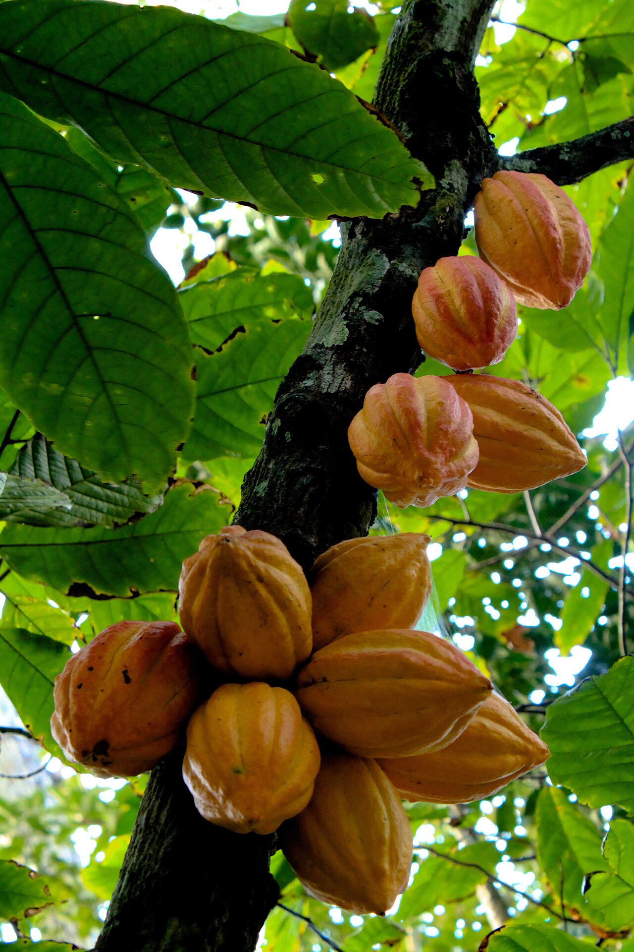 Cacao Trees