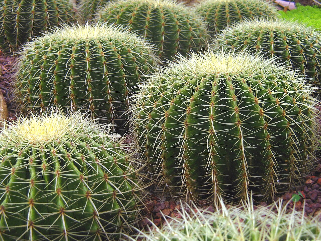 Many different kinds of cactus growing in a garden.