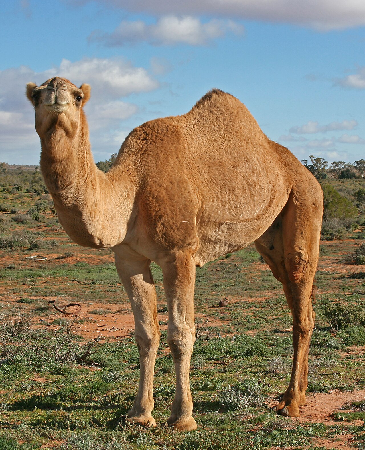A one-humped camel walking across the dry outback.