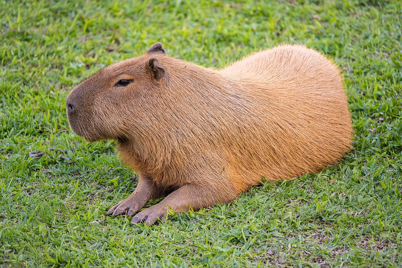 A calm capybara sitting by the water.