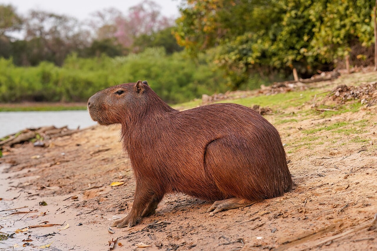 Capybaras