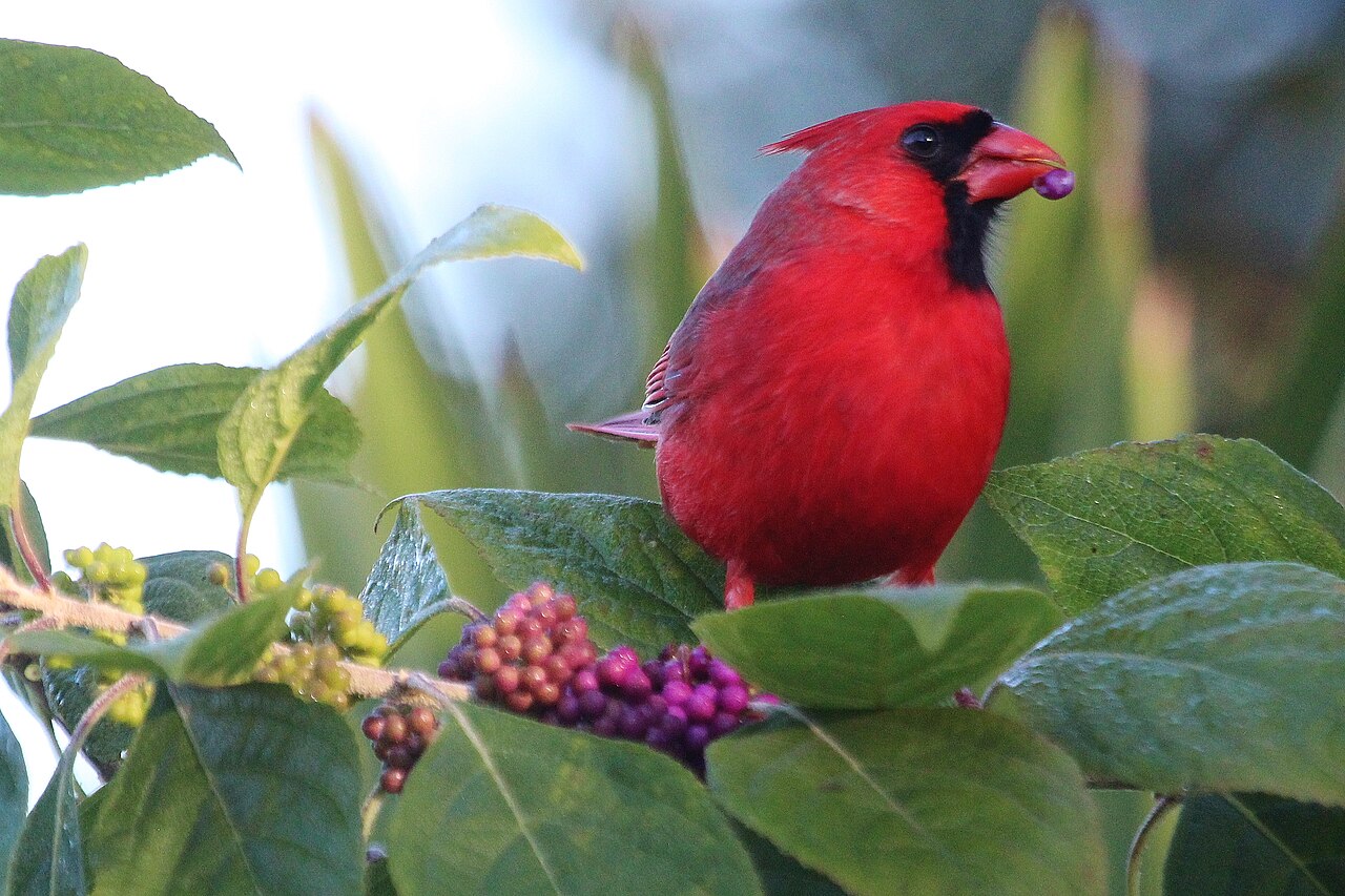 A male cardinal eating bright purple berries.