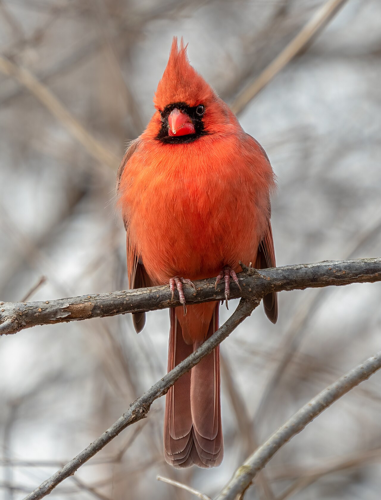 Cardinals