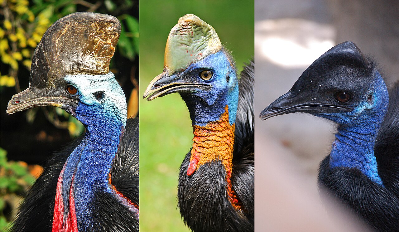 Cassowaries
