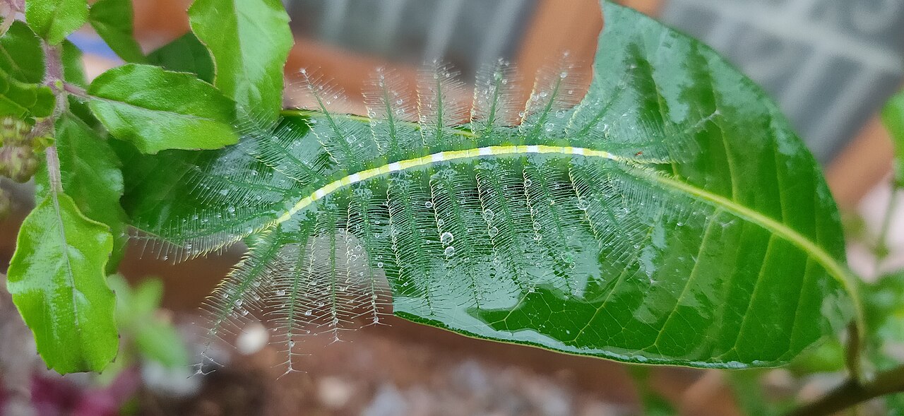 A spiky green caterpillar crawling on a leaf.