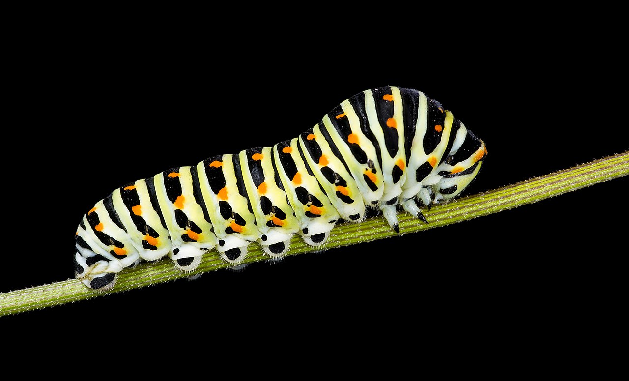 Caterpillars