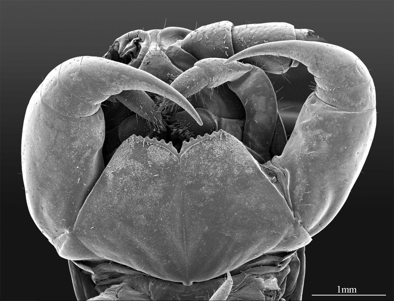A close-up of a centipede's head and strong jaws.