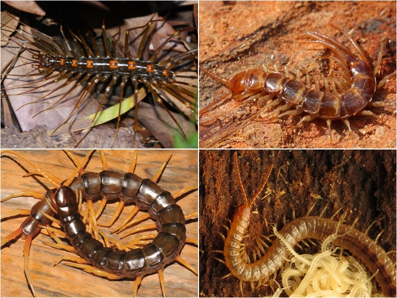 Centipedes