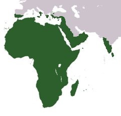 A map showing where chameleons live around the world.
