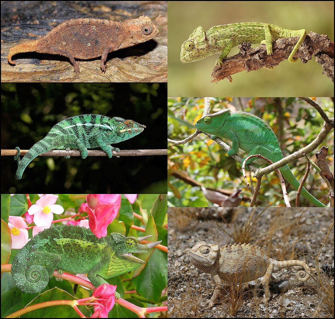Chameleons