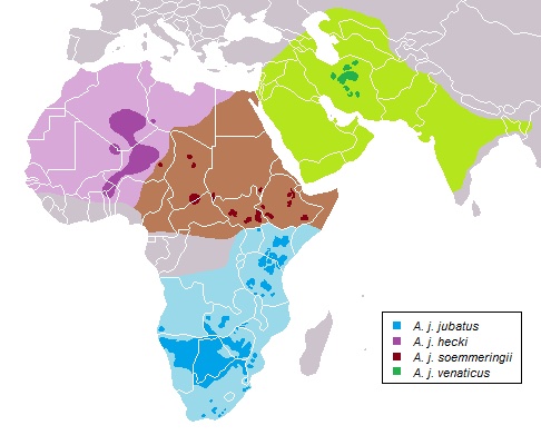 A map showing where cheetahs live in Africa and Asia.