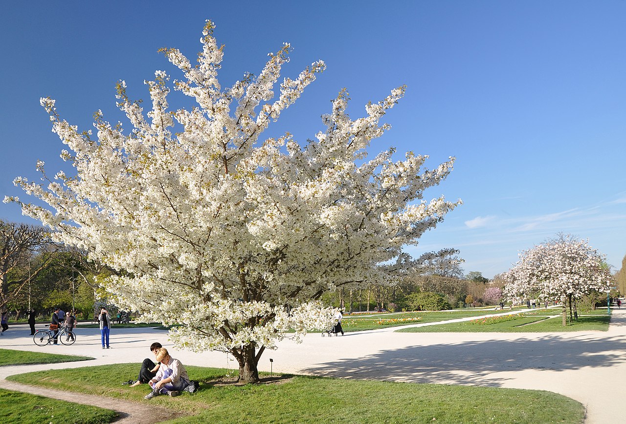 A beautiful cherry tree covered in pink blossoms.