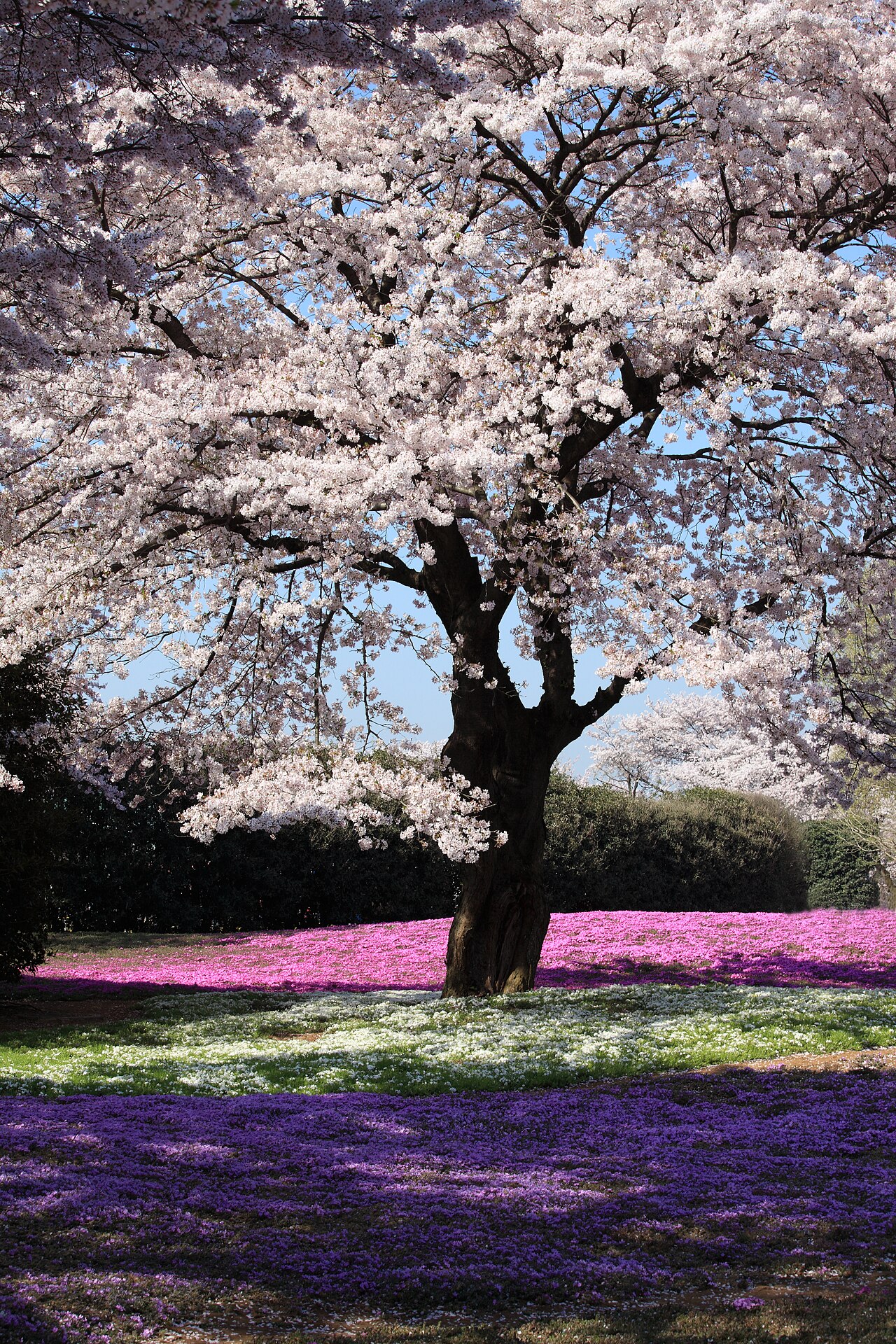 Cherry Blossoms