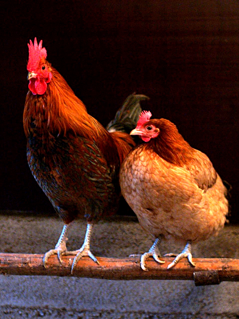 Chickens