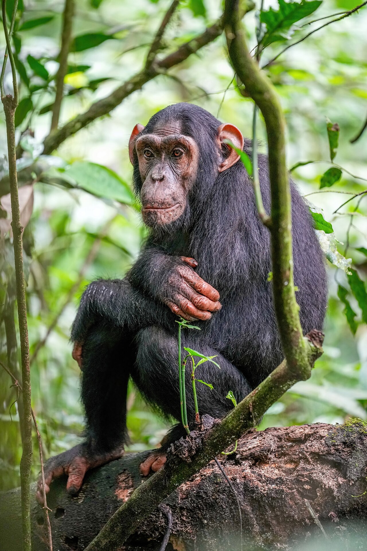 Chimpanzees