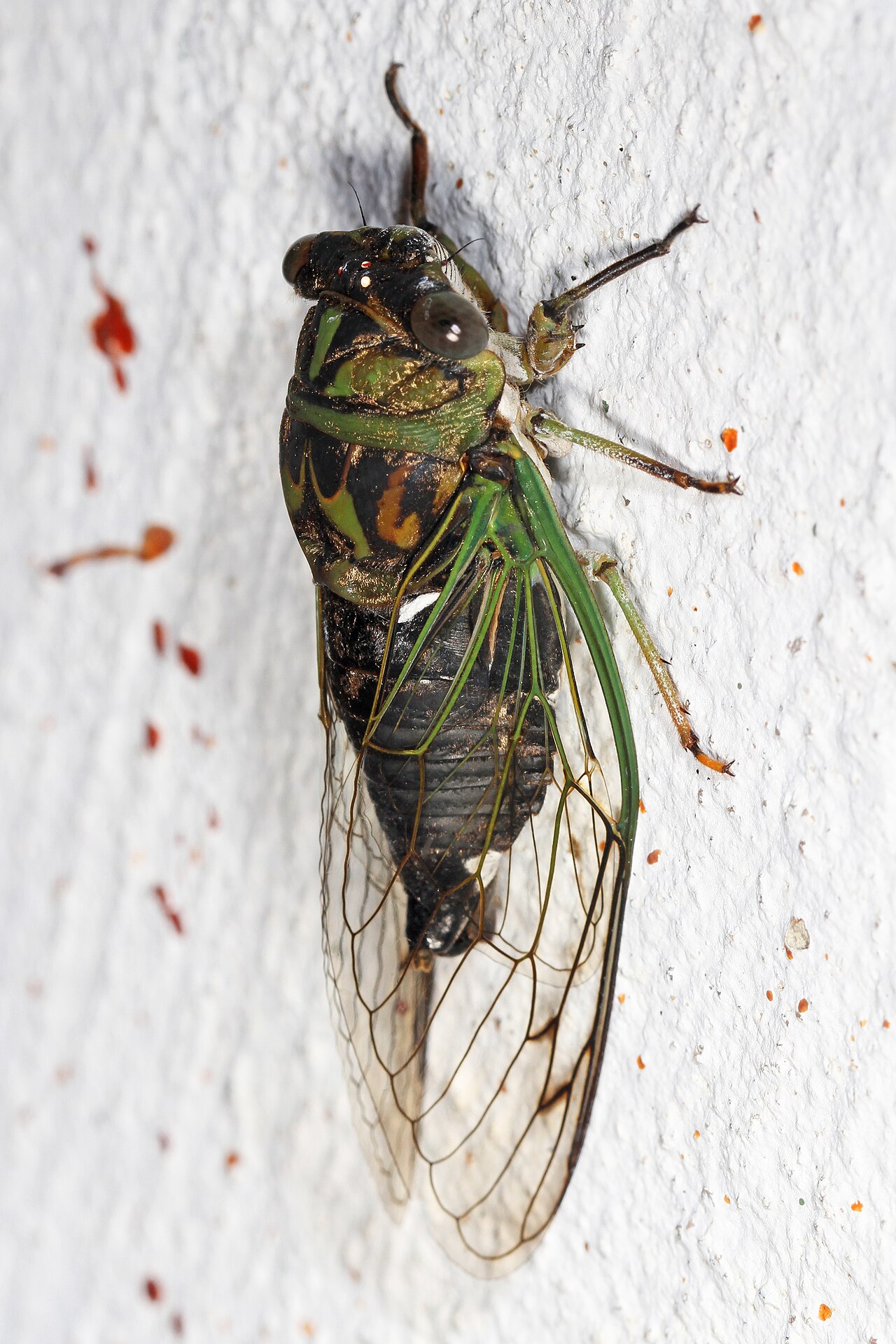 Cicadas