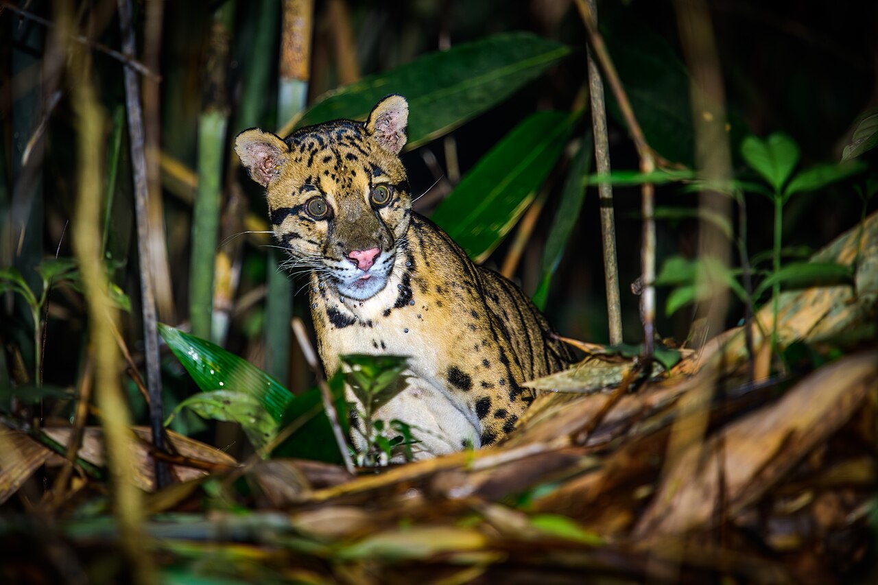 Clouded Leopards