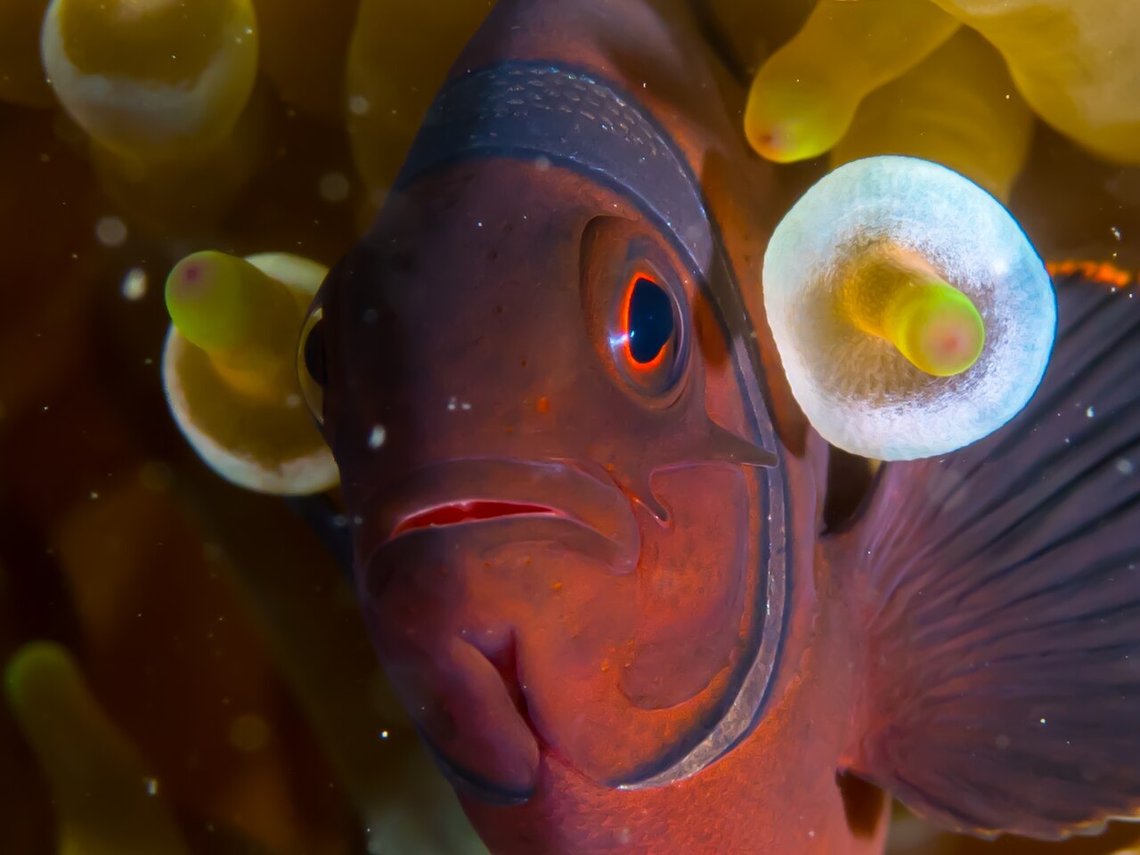 A bright orange clownfish peeking from an anemone.