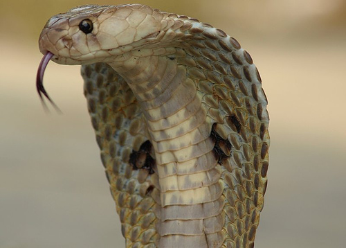 Cobras