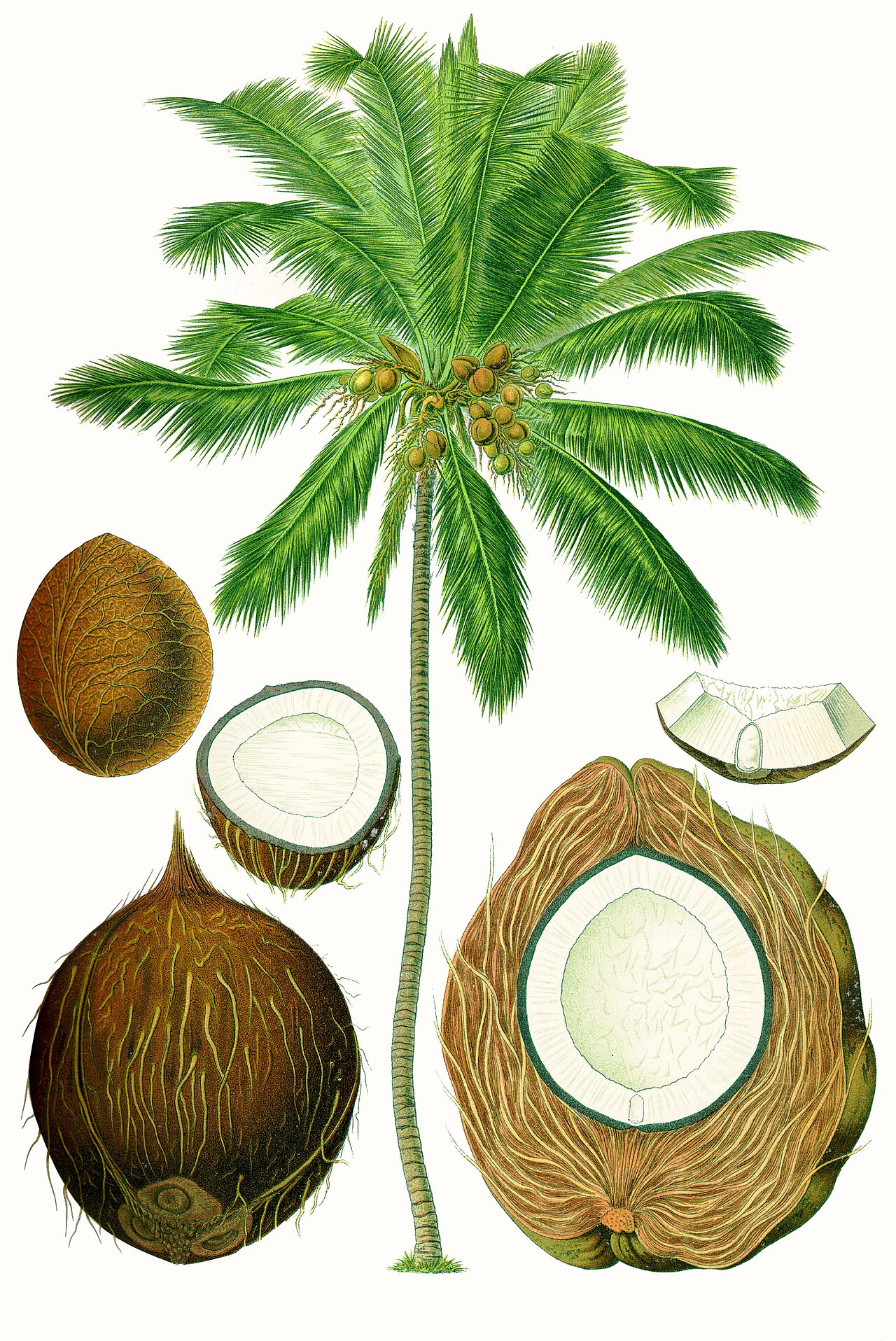 Coconut Palms
