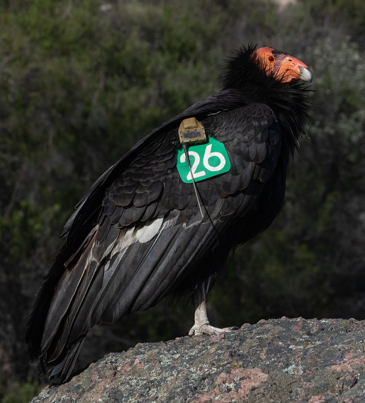 A rare California condor with huge spread wings.