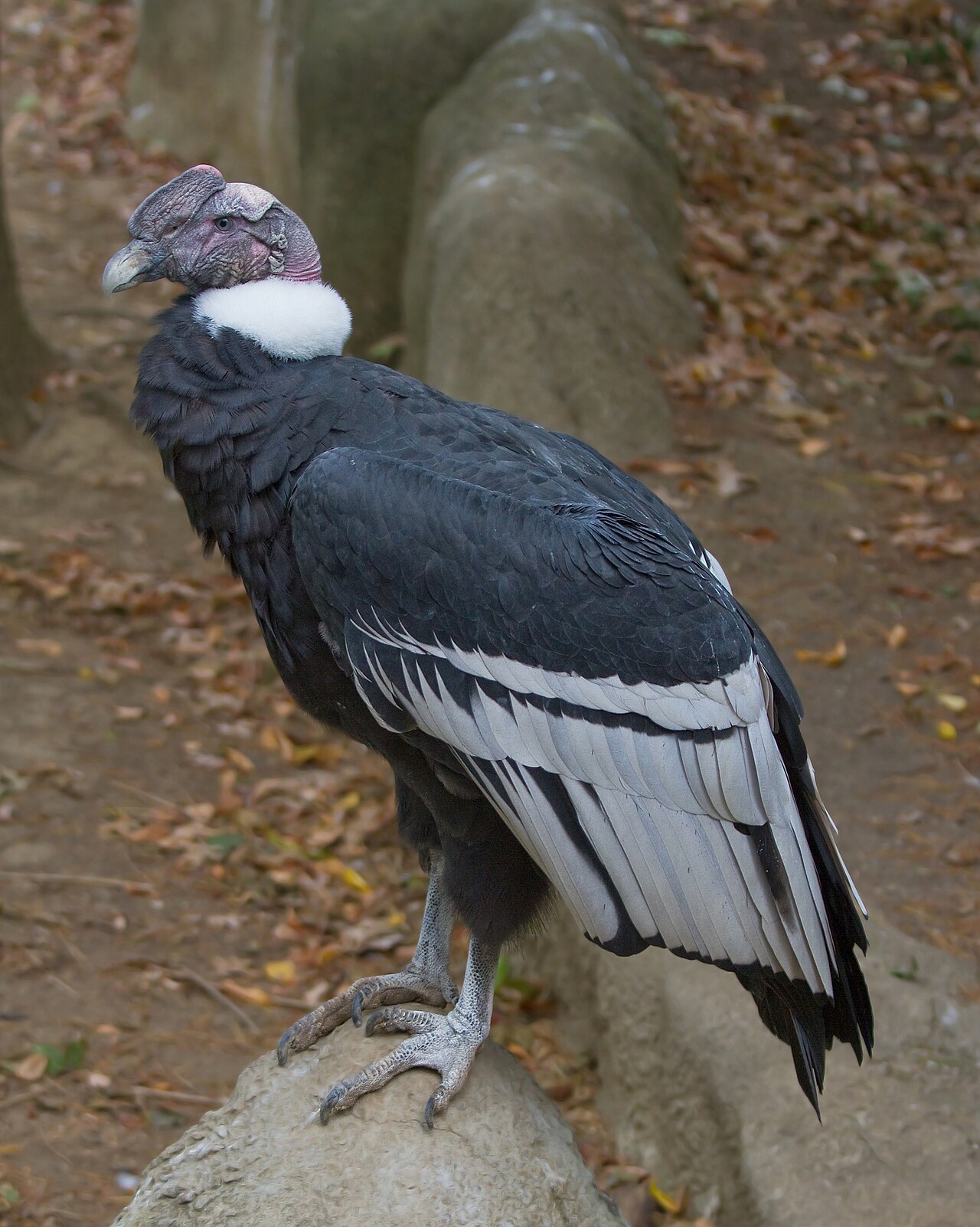 Condors