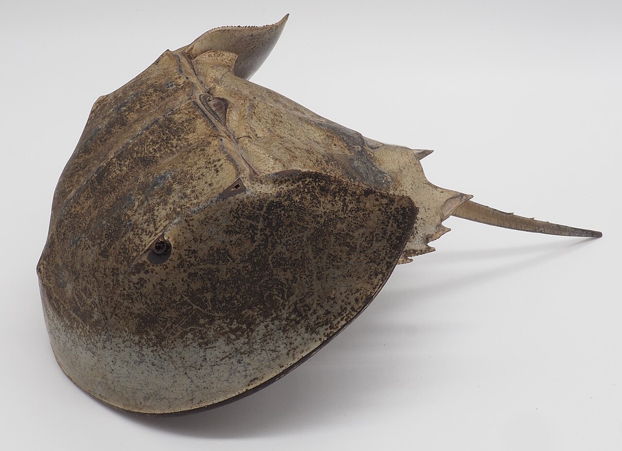 A horseshoe crab with its hard, rounded shell.