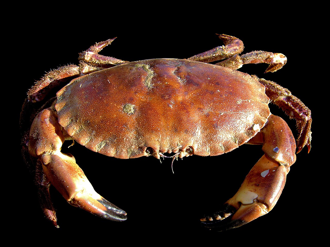 Crabs