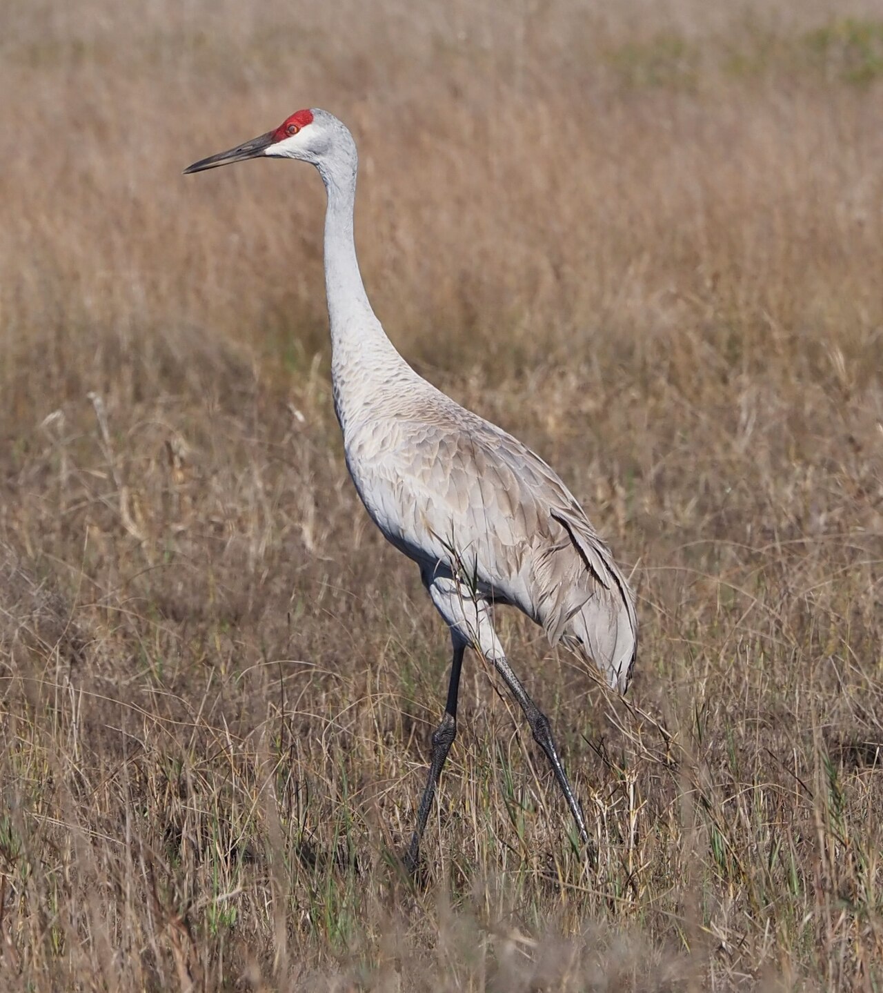 Cranes