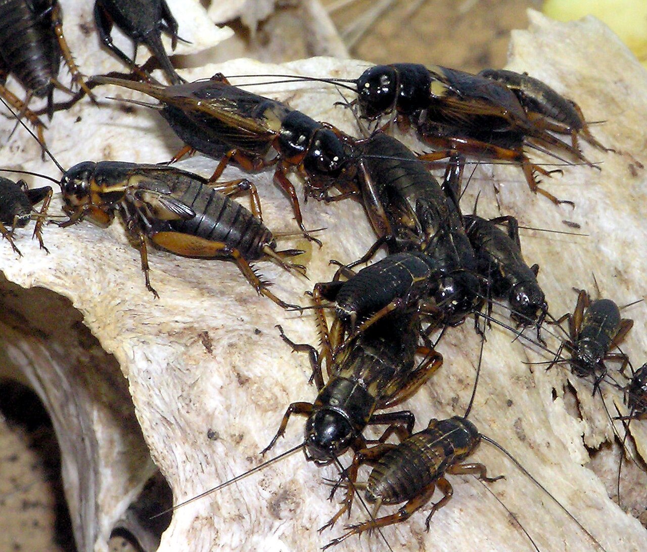 A shiny black cricket with long antennas.